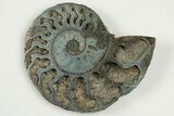3" Cut & Polished, Pyritized Ammonite Fossil - Russia - #198338-3